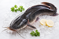 Cat Fish (Kantia Machha)