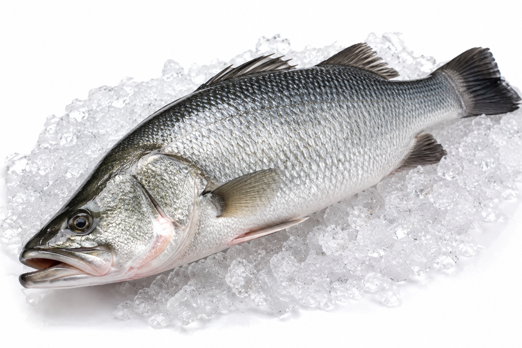 Fresh Barramundi (Dadara / Bhekiti Machha)