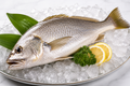 Fresh Largefin Croaker (Pathara Mundi)