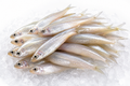 Glassy Perchlet (Pulingi)
