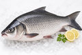 Fresh Catla Fish (Bhakura Machha)