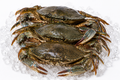 Fresh Sea Crab (Rani Kankada)