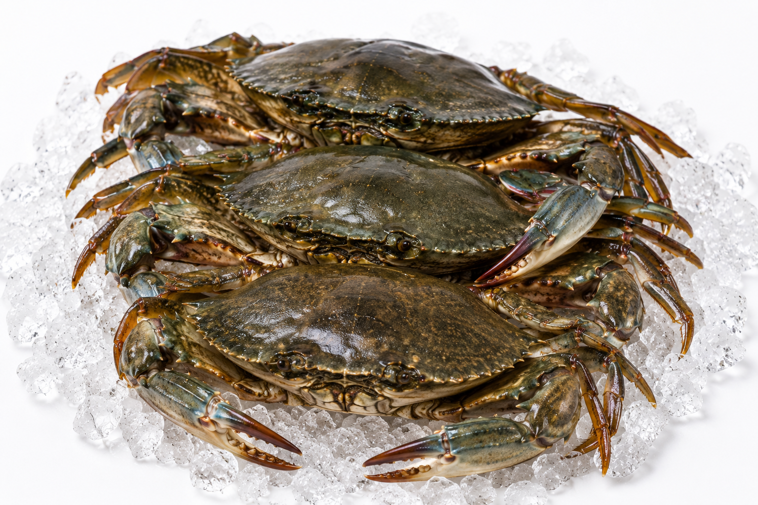 Fresh Sea Crab (Rani Kankada)