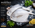 Pomfret