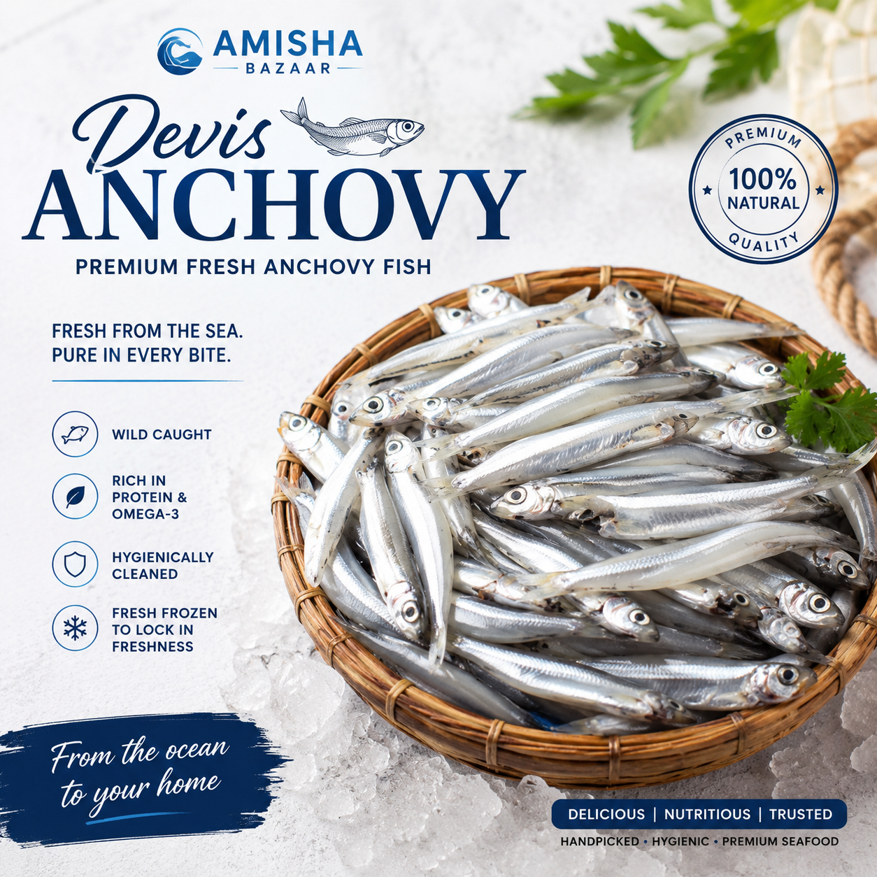 Devis Anchovy (Kokili/Chauli) Size: Small