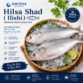 Hilsa Shad (Ilishi)
