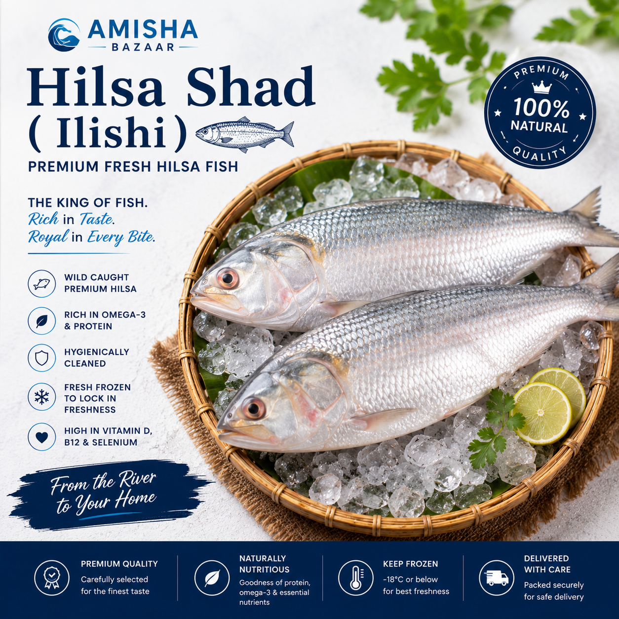 Hilsa Shad (Ilishi)