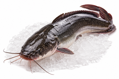 Cat Fish (Kantia Machha)